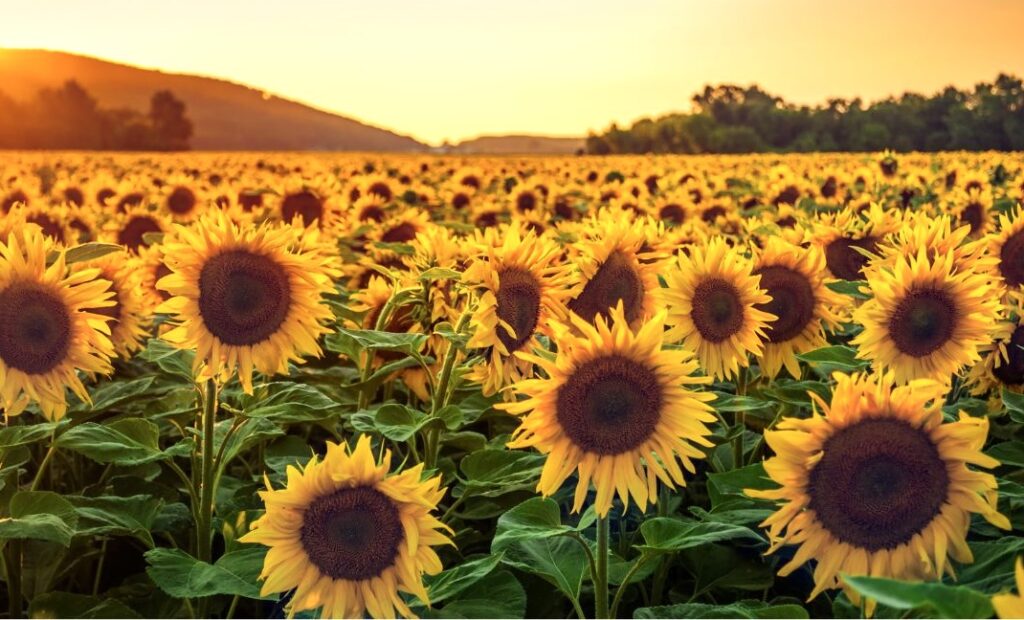 A field of yellow sunflowers at the golden hour
