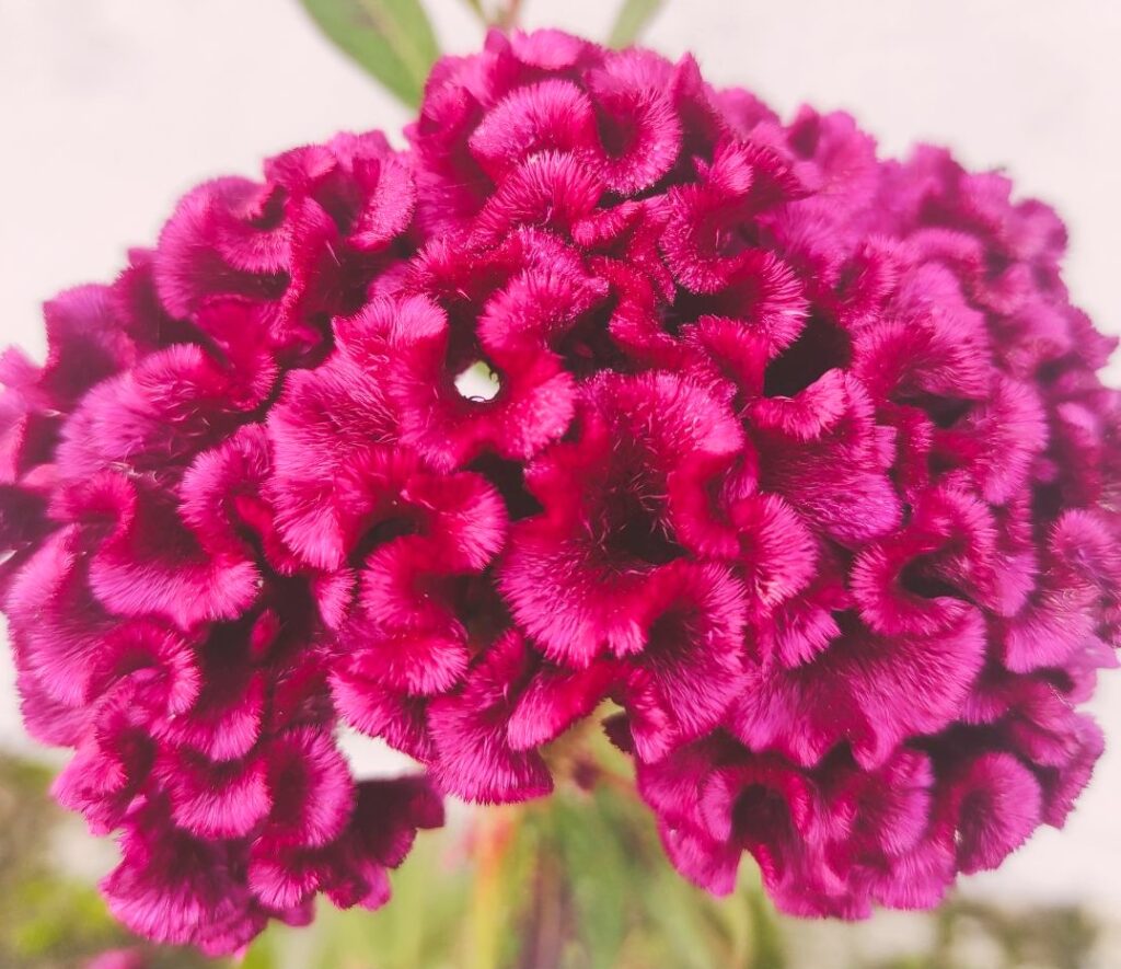 A large, magenta cockscomb celosia bloom