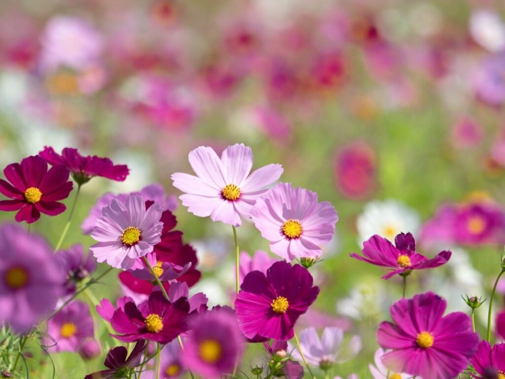 A field of mixed color cosmos