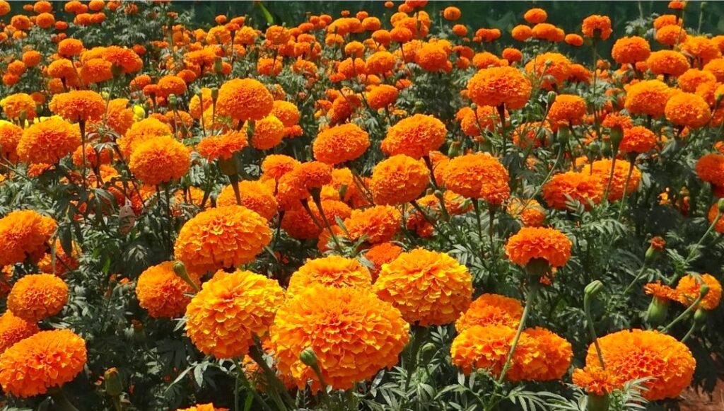 A field of orange marigolds