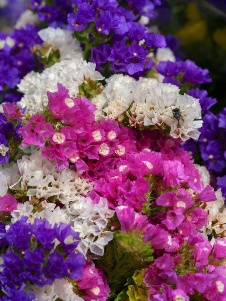 A bunch of purple and white statice flowers