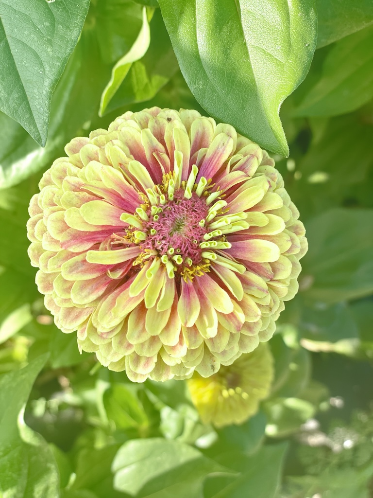 A queeny lime blush zinnia bloom