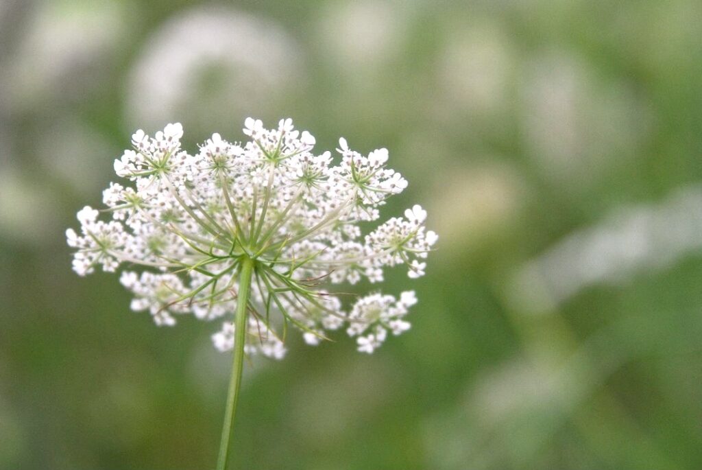 A white ammi false queen anne's lace flower